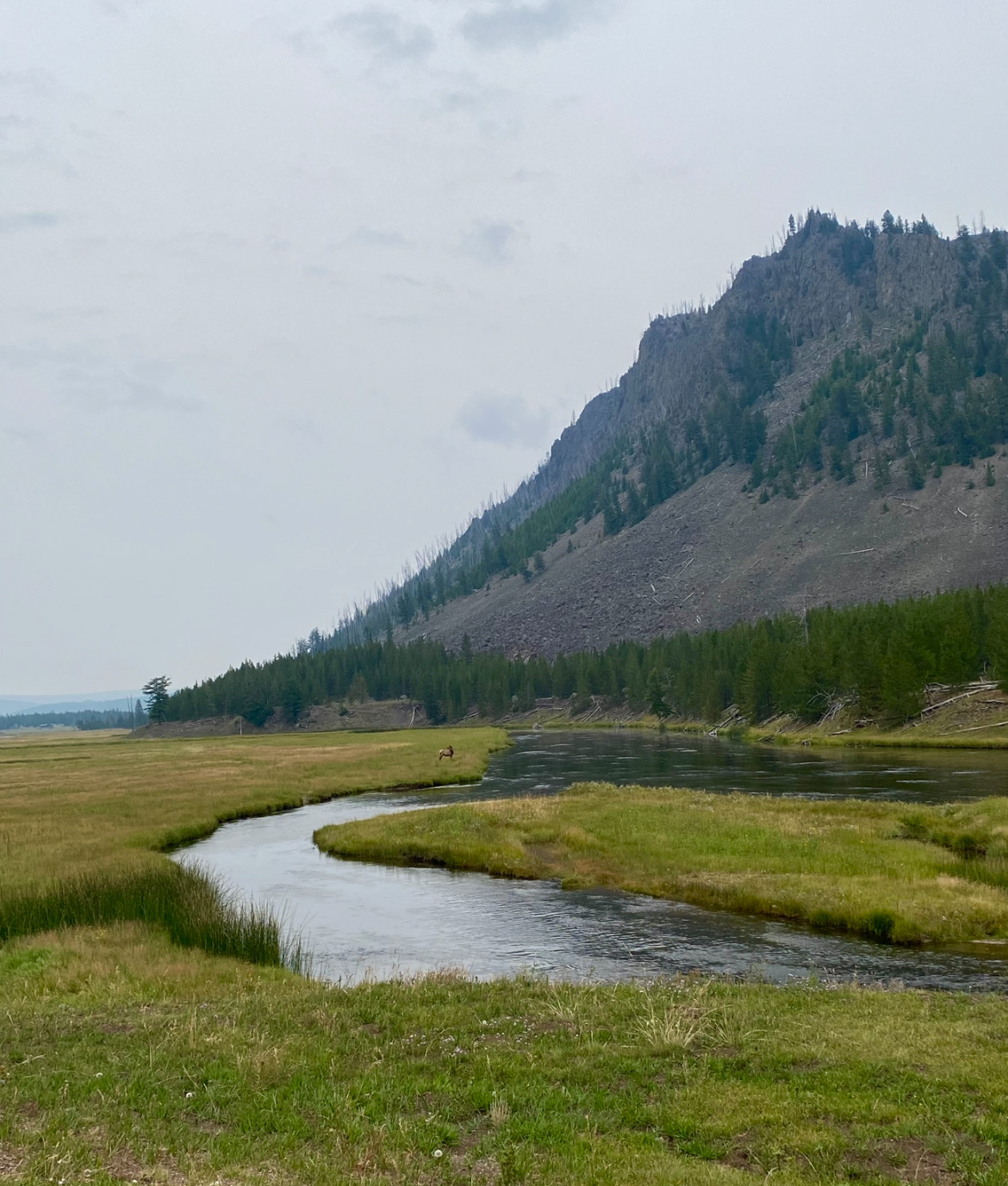 YNP